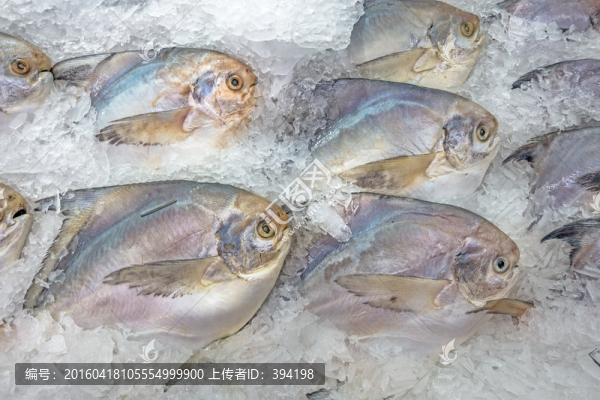 冰柜里的平魚