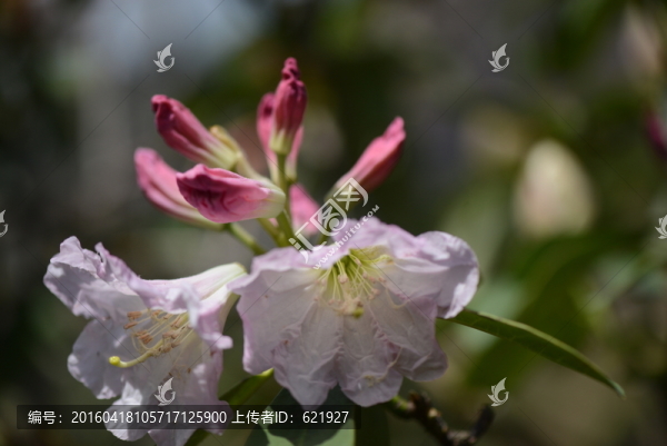 山花浪漫