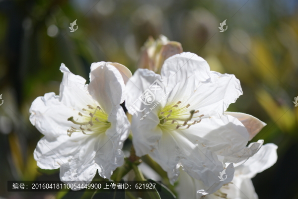 山花浪漫