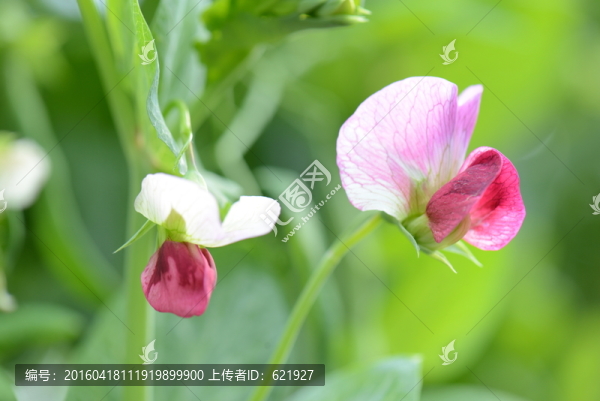 豌豆花