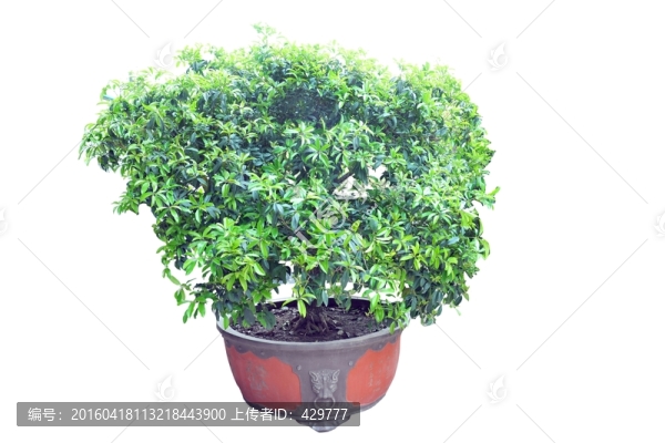 桂花樹