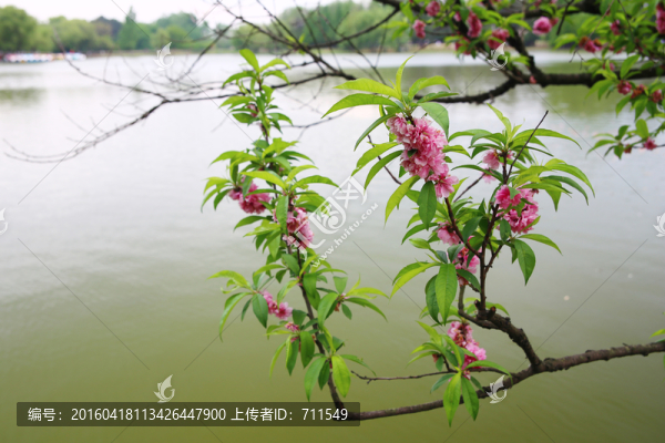 湖面枝頭桃花