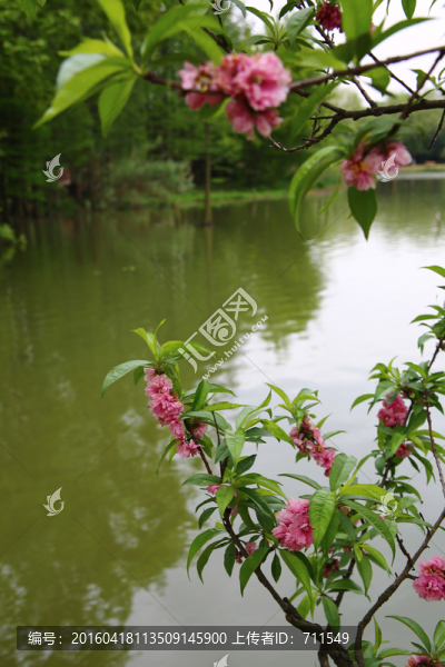 湖邊桃花