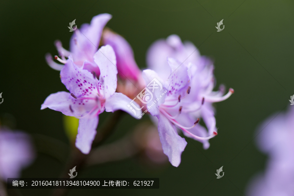 山花浪漫