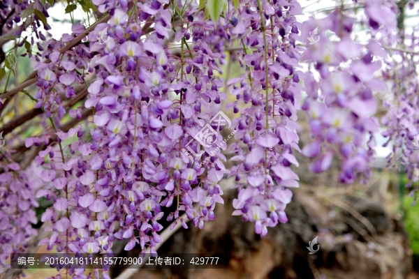 紫藤花