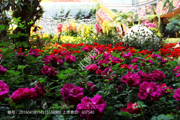 花卉,鮮花,玫瑰,愛(ài)情
