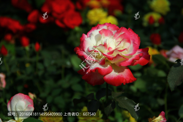 玫瑰,花卉,鮮花