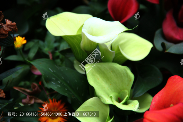 馬蹄花