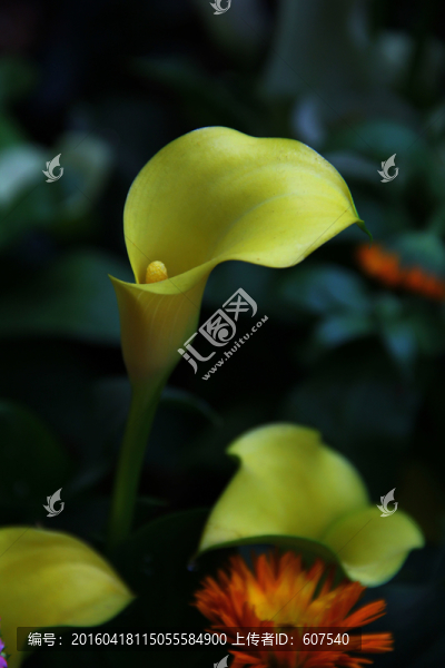 黃色馬蹄蓮,馬蹄蓮特寫,馬蹄花
