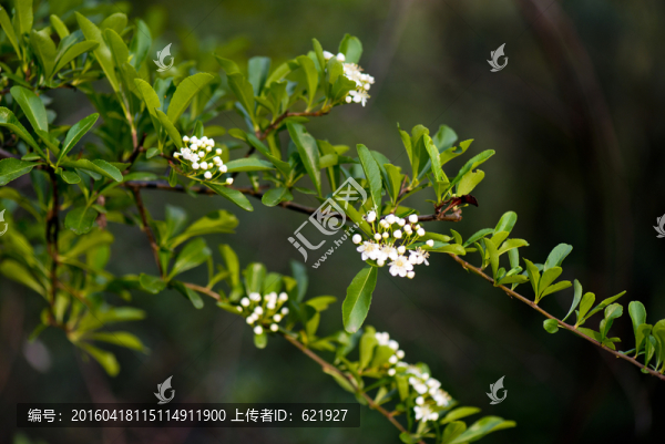 山花浪漫