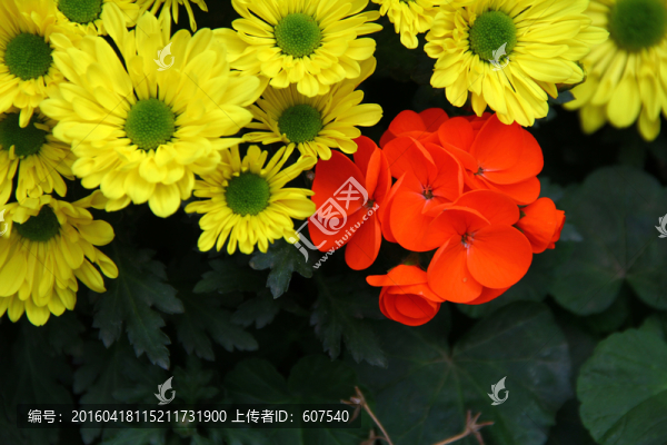 黃花,花叢,花田,花海,黃色
