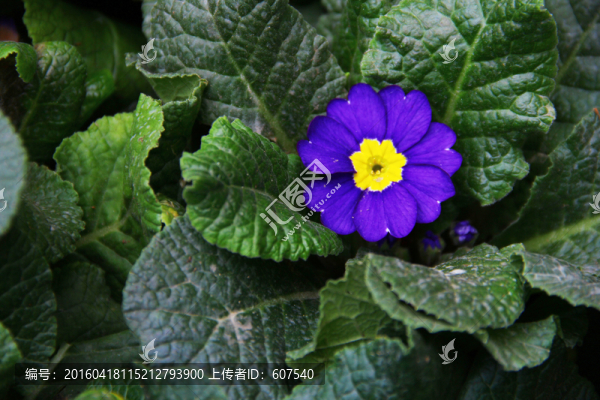 花,花卉,綠葉,紫花
