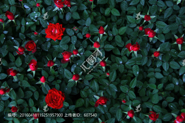 薔薇花