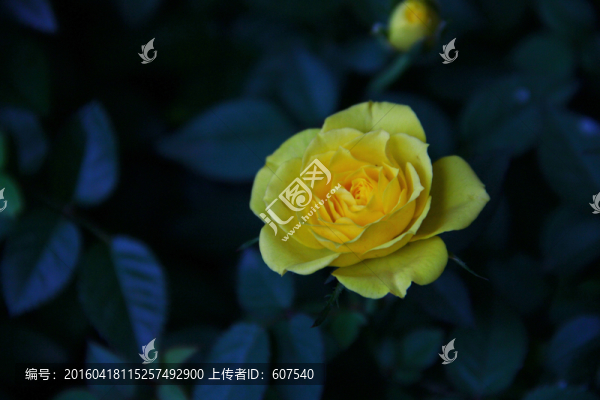 花,花卉,薔薇,薔薇科