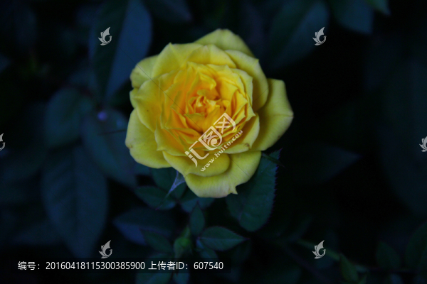玫瑰