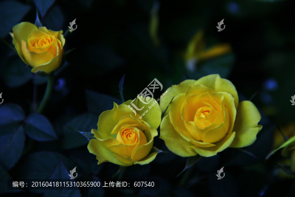 薔薇,薔薇花,月季,花素材