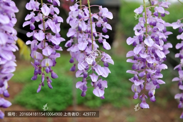 紫色花,,紫藤,紫藤花