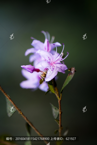 山花浪漫
