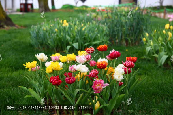 合肥植物園,郁金香