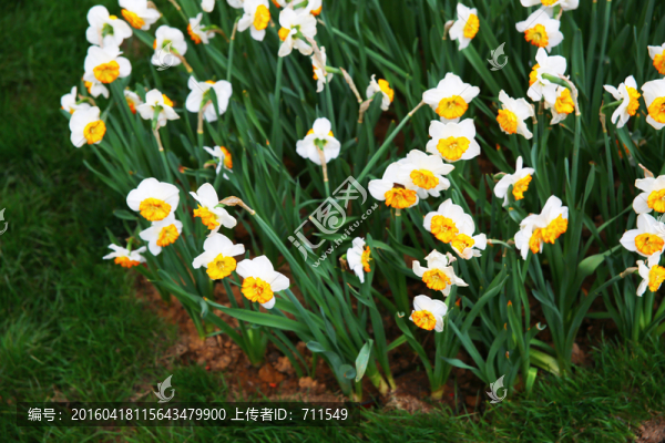 水仙,水仙花