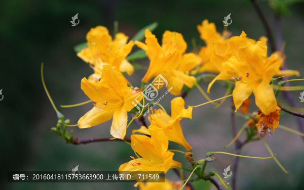 杜鵑花,黃杜娟