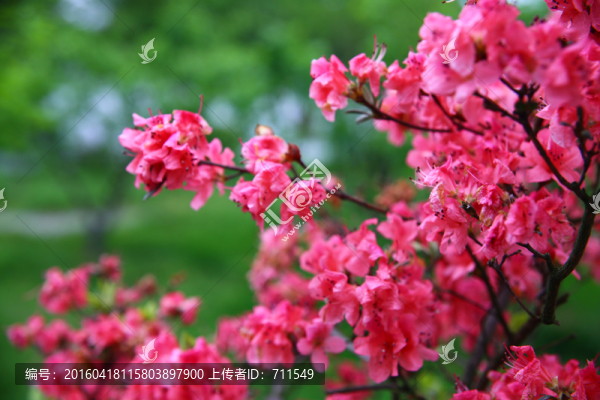 杜鵑花