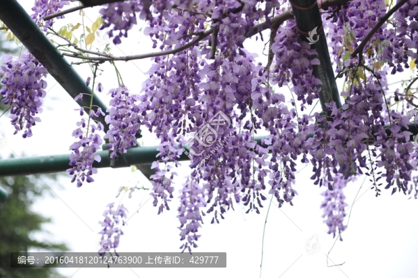 紫藤花,紫藤樹(shù),紫色花