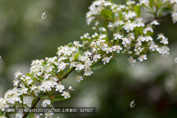 山花浪漫