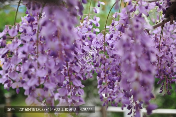 紫色花,紫色,紫藤,紫藤花