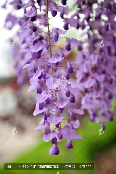 紫藤,,紫色花