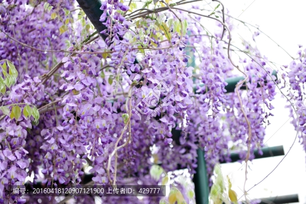 藤本植物,,紫色花