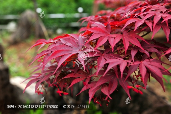 紅樹葉,,樹葉,楓葉