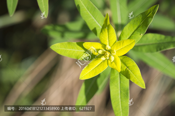 黃色小花