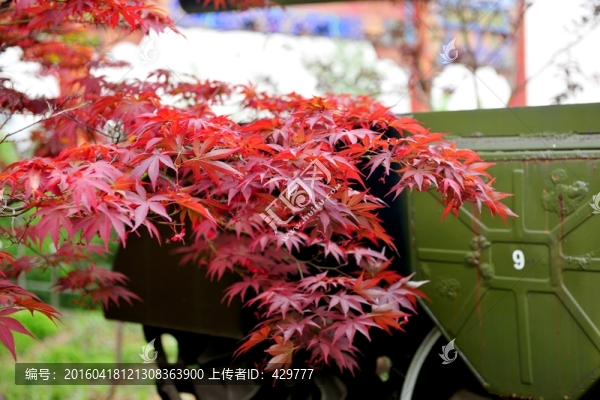 樹葉,紅葉
