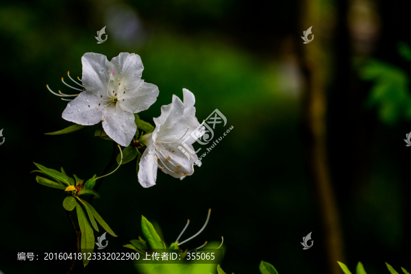 杜鵑花