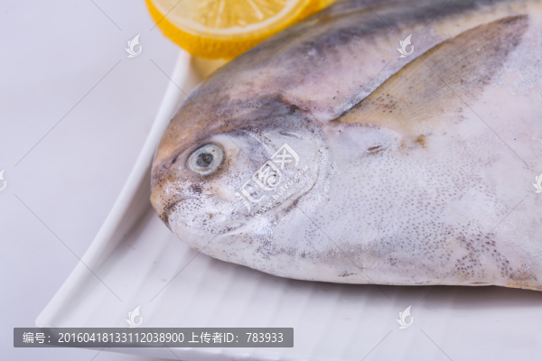太平洋白鯧