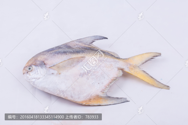 太平洋白鯧