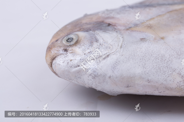 太平洋白鯧