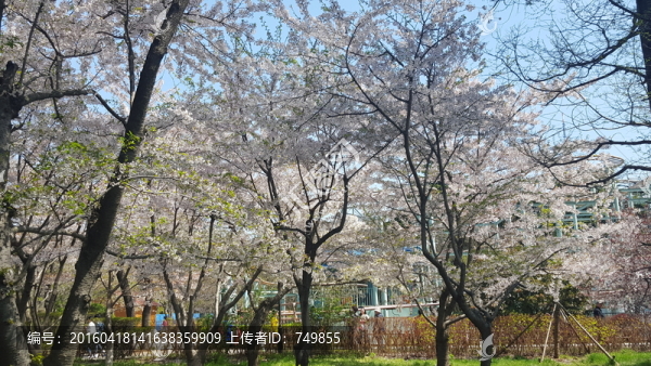 櫻花樹