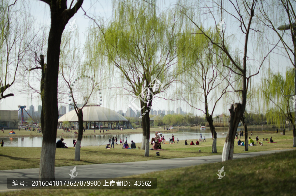 世園會,踏青,放風箏