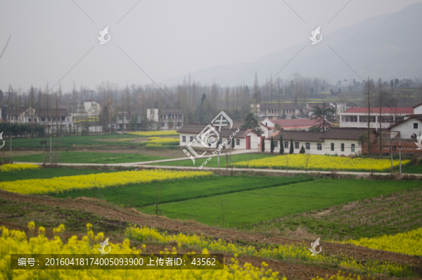 油菜花