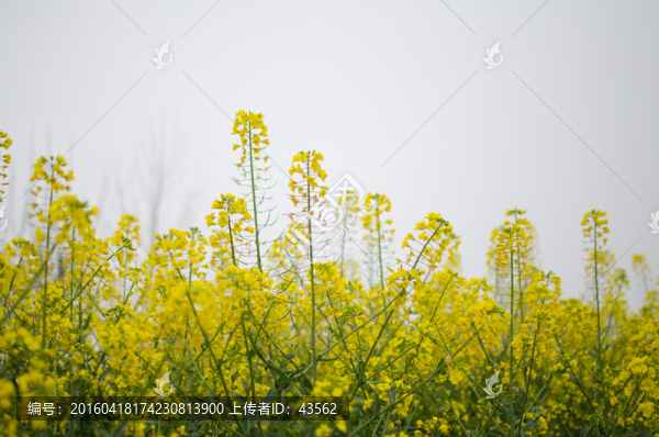 油菜花