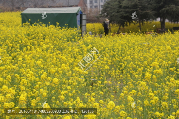 油菜花