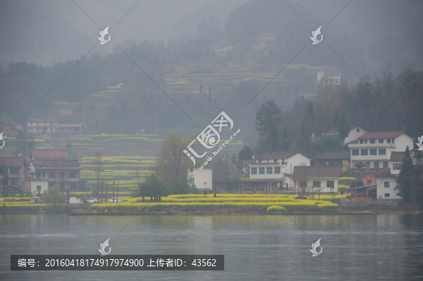 紅寺湖,油菜花海