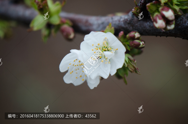 櫻桃,花