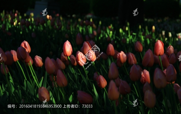粉色郁金香