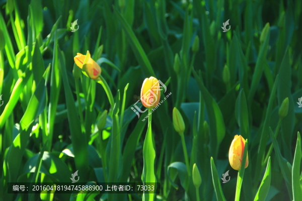 黃色郁金香花骨朵