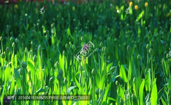 郁金香花骨朵