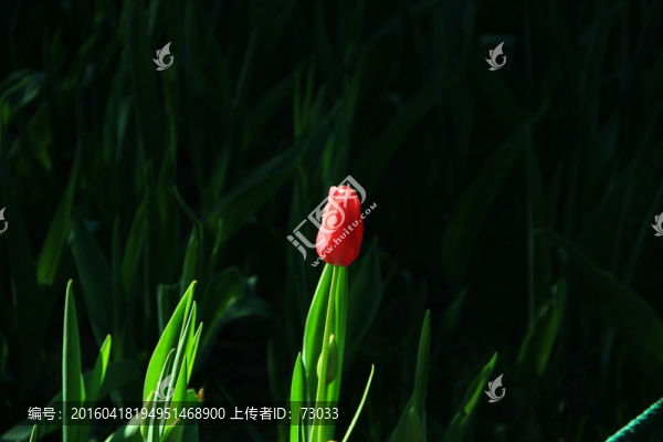 郁金香花骨朵