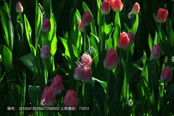 郁金香